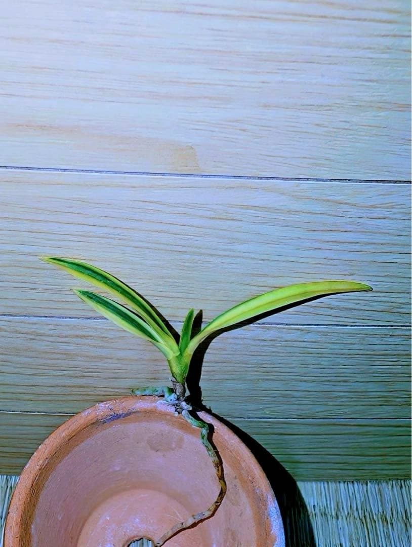 富貴蘭「清涼殿」若木割子