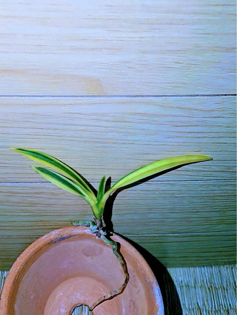 富貴蘭「清涼殿」若木割子