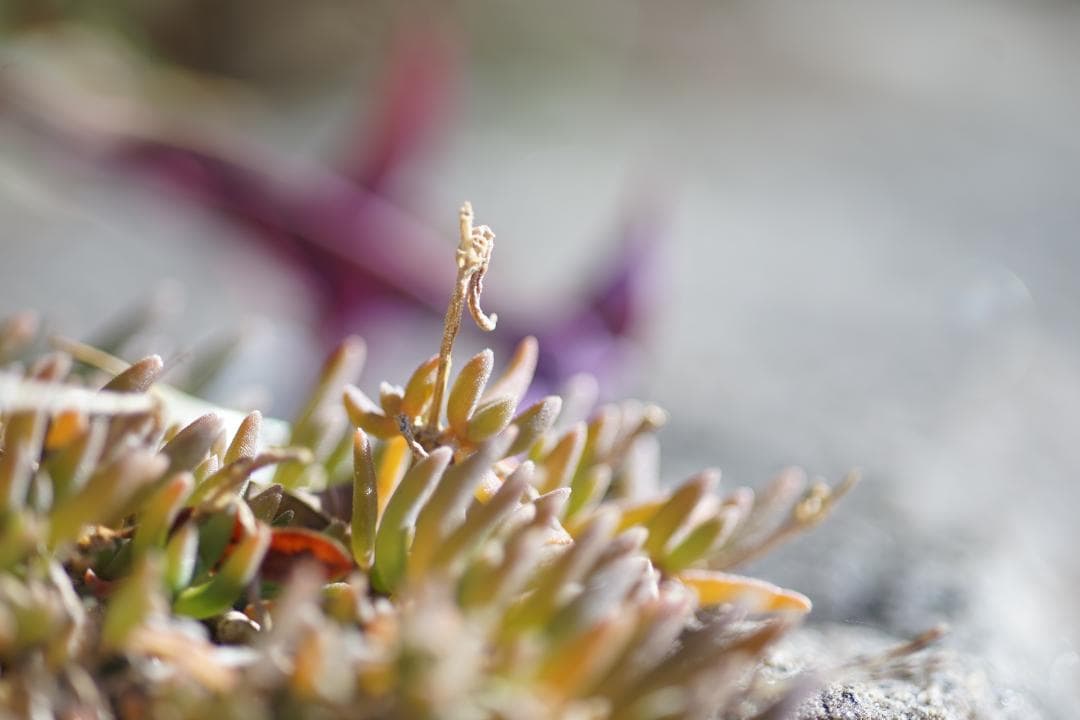 Micro-NIKKOR　105mm　1:2.8　Ai-S　前後キャップ付き