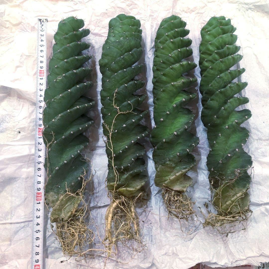 コ*ア様 セレウス スピラリス 4本セット　大株　サボテン　柱サボテン　アガベ