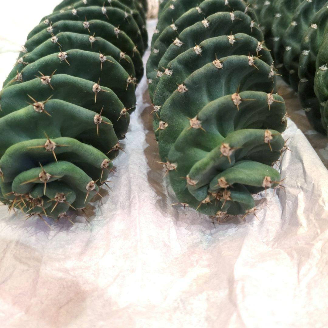 コ*ア様 セレウス スピラリス 4本セット　大株　サボテン　柱サボテン　アガベ