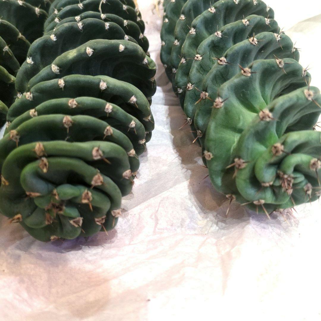 コ*ア様 セレウス スピラリス 4本セット　大株　サボテン　柱サボテン　アガベ