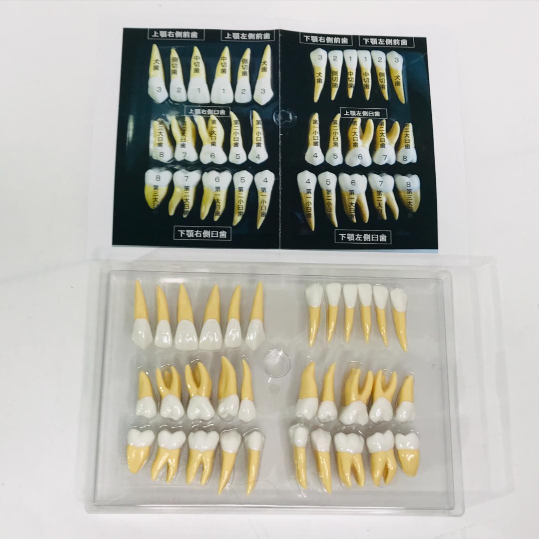 【匿名配送、送料無料】2.5倍大複製根模型歯 [B10-330]