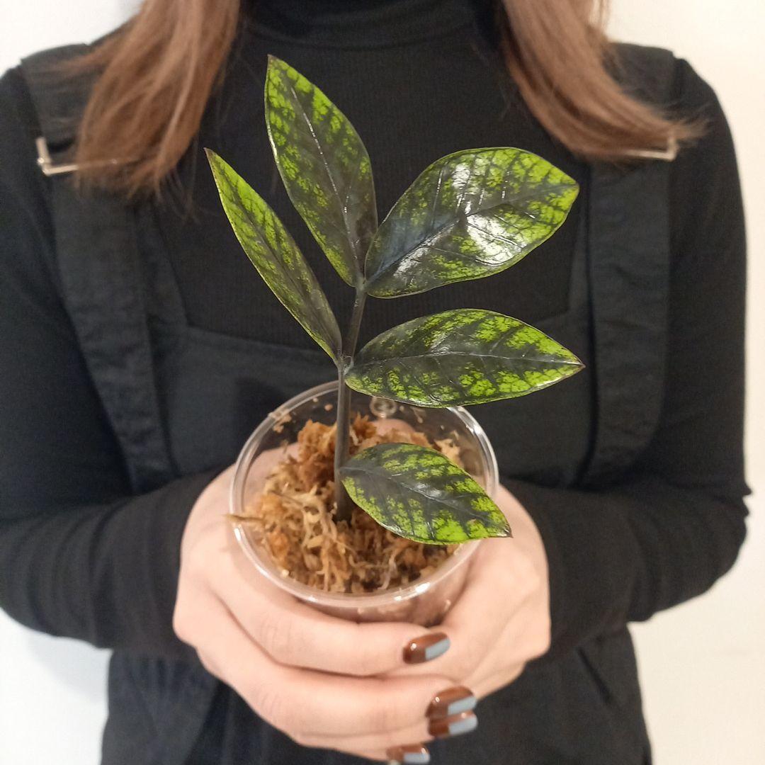 超絶希少 ザミオクルカス ゴールデンミューテーション