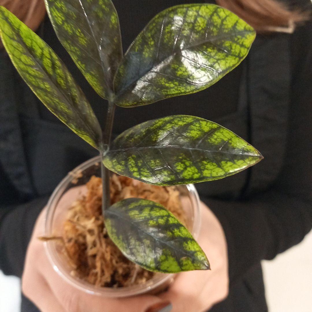 超絶希少 ザミオクルカス ゴールデンミューテーション