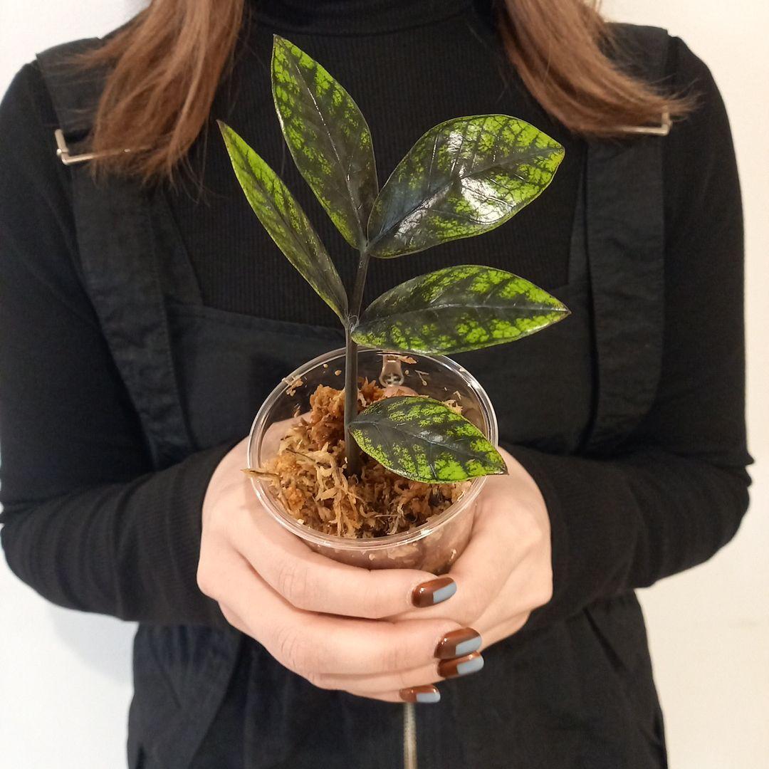 超絶希少 ザミオクルカス ゴールデンミューテーション