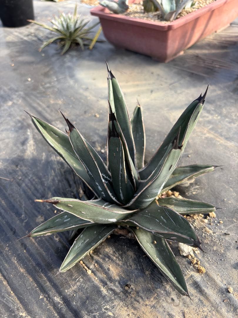 mania様　アガベ　笹吹雪　ニッケルシー