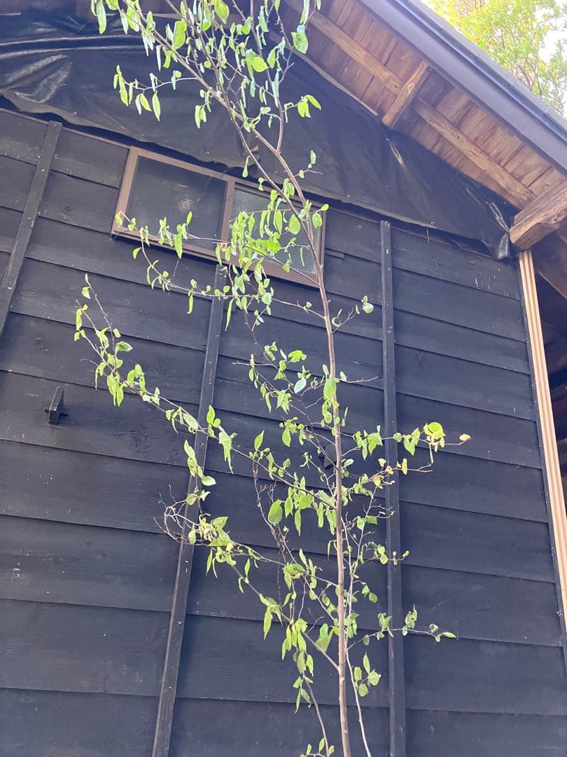 しし　 山採り　エゴノキ　40 アセビ