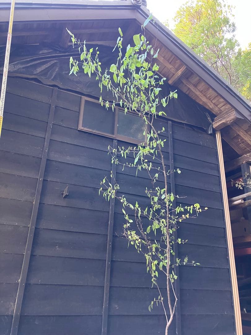 しし　 山採り　エゴノキ　40 アセビ