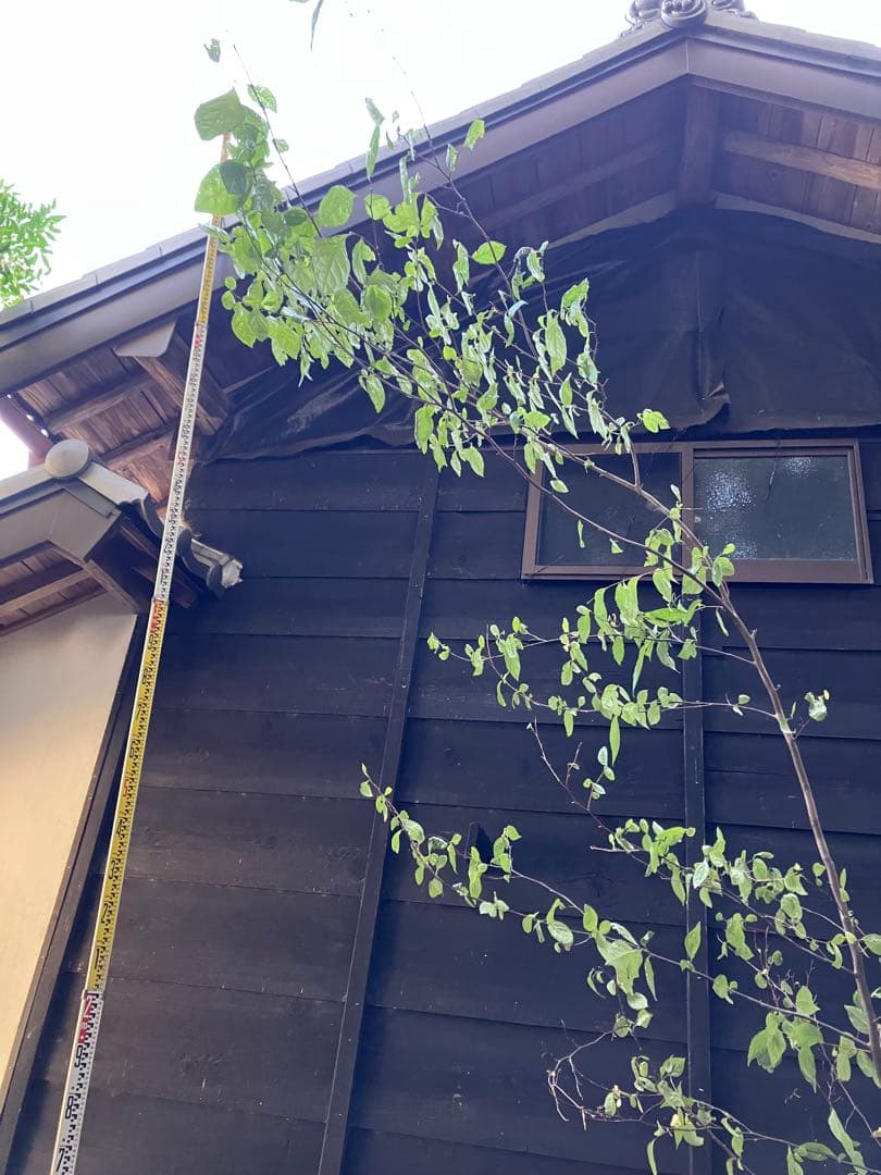 しし　 山採り　エゴノキ　40 アセビ