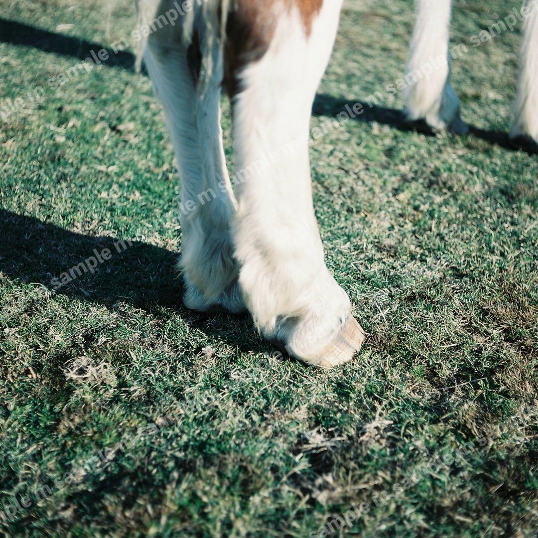 MAMIYA C220 PROFESSIONAL 1:2.8 f＝80mm