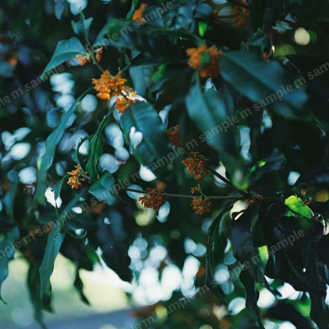 MAMIYA C220 PROFESSIONAL 1:2.8 f＝80mm