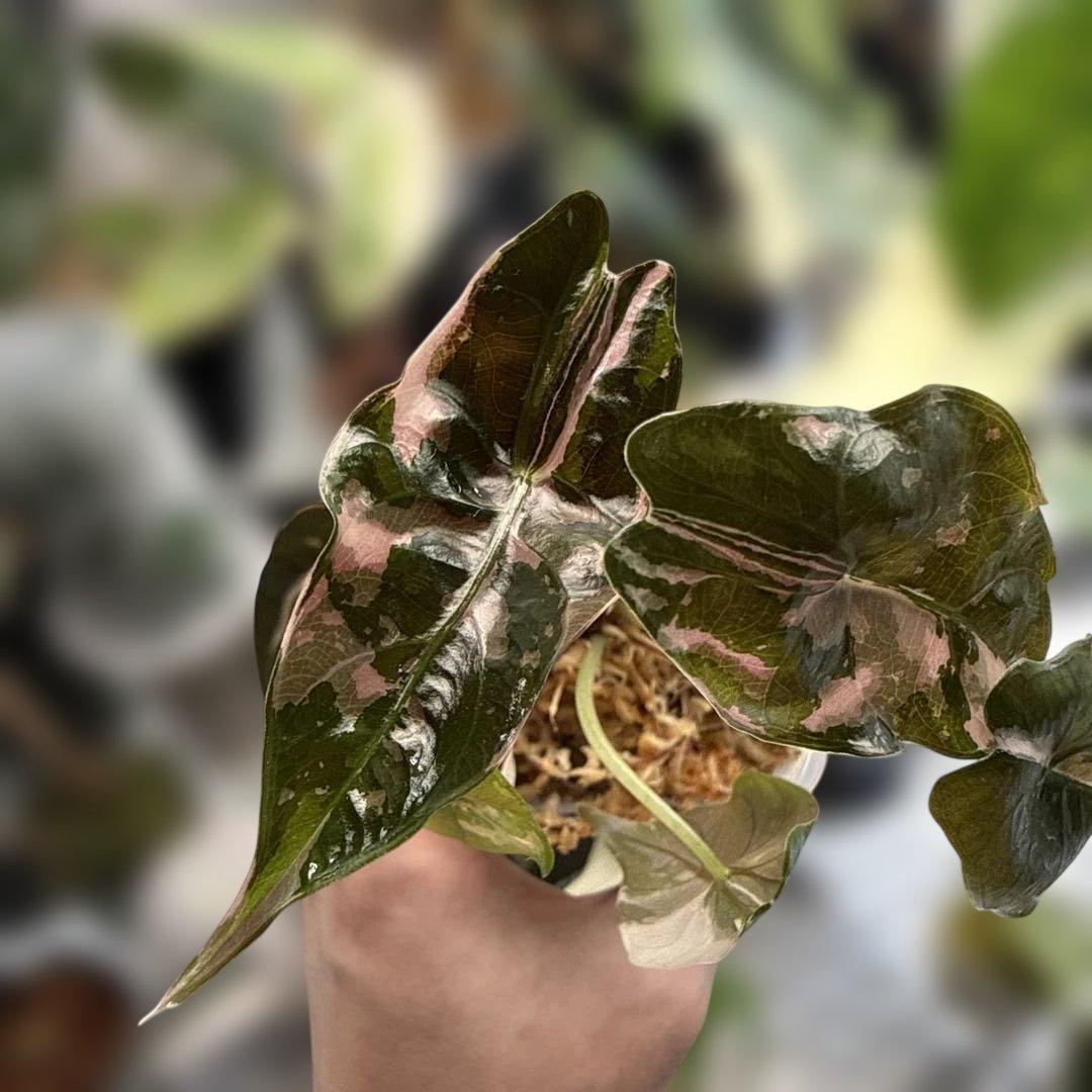 アロカシア シャントリエリ ピンク