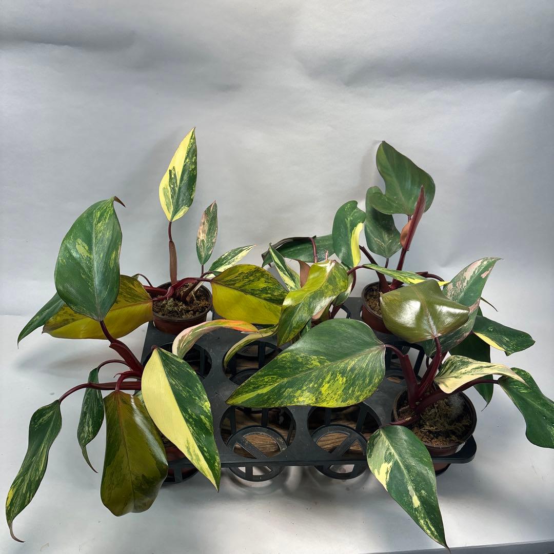 G*】様 5株セットms140フィロデンドロン ストロベリー シェイク