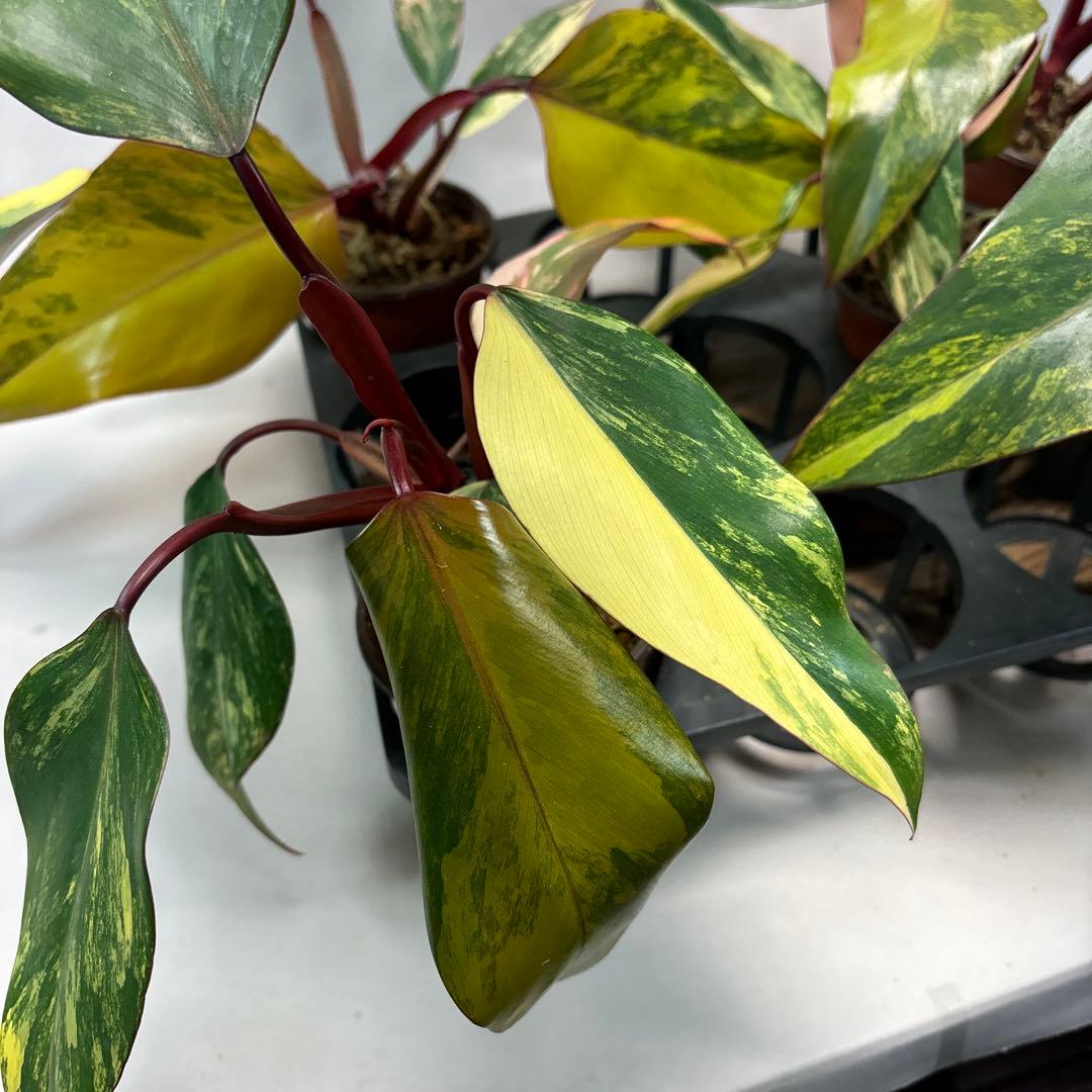 G*】様 5株セットms140フィロデンドロン ストロベリー シェイク