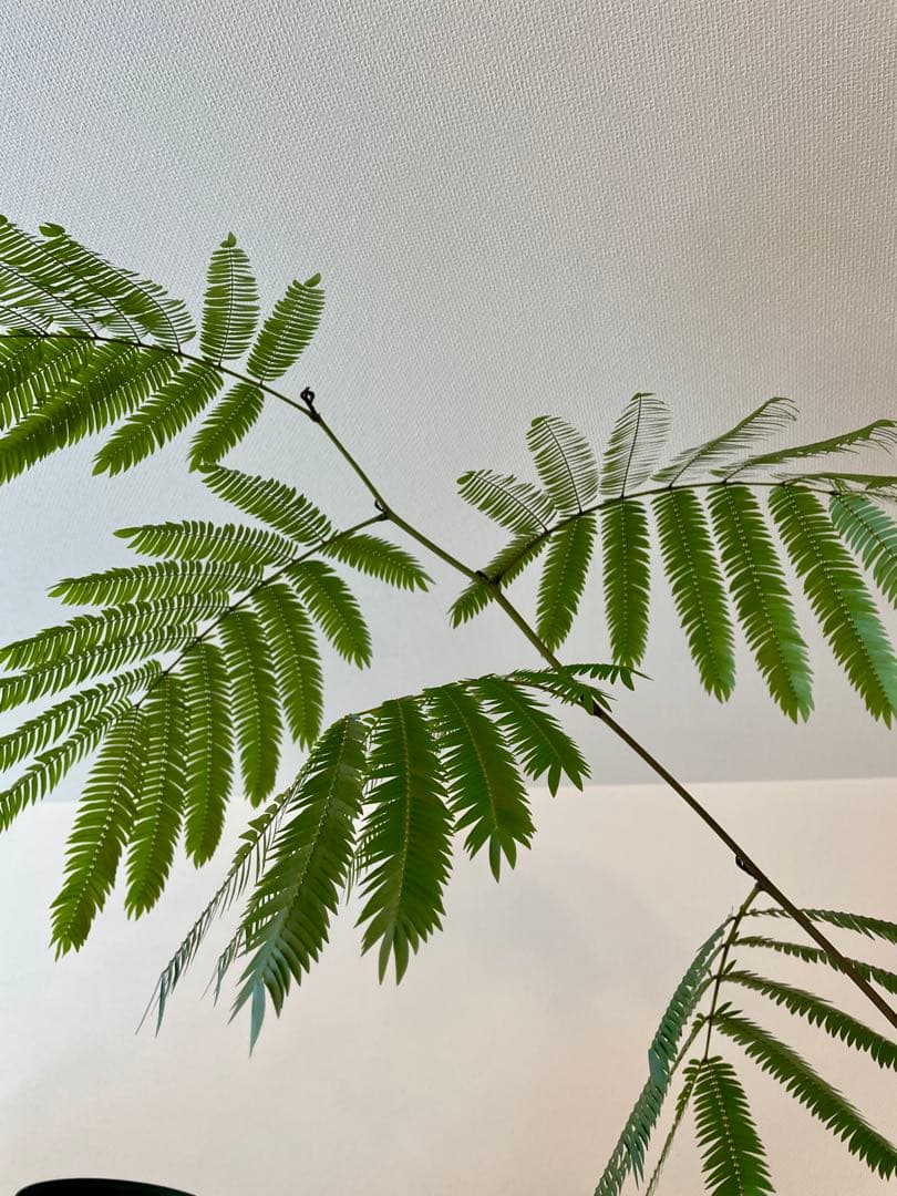 【2月末までです。引取限定 横浜】エバーフレッシュ9号 約230cm