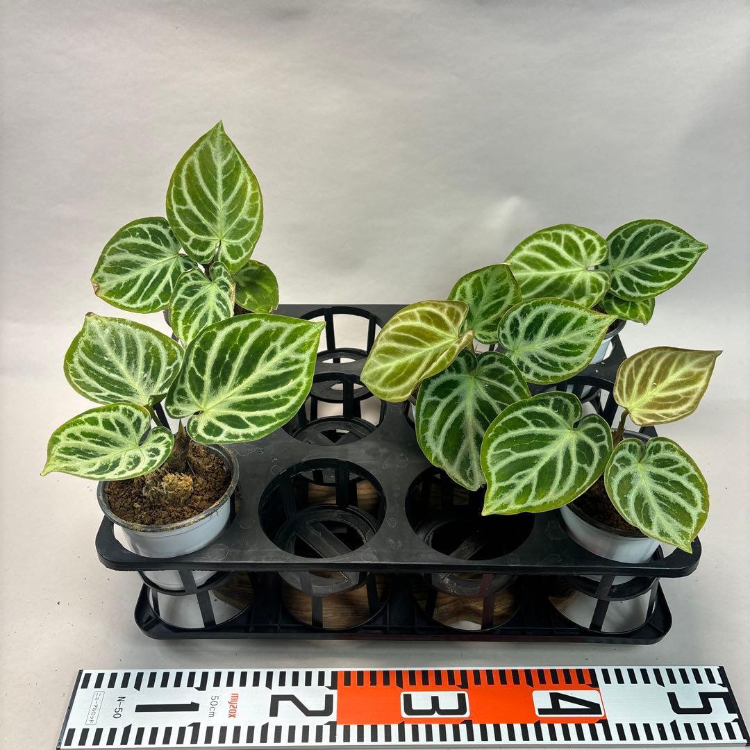 に*y様 5株セットms66アンスリウム ドラヤキ Anthurium Dora