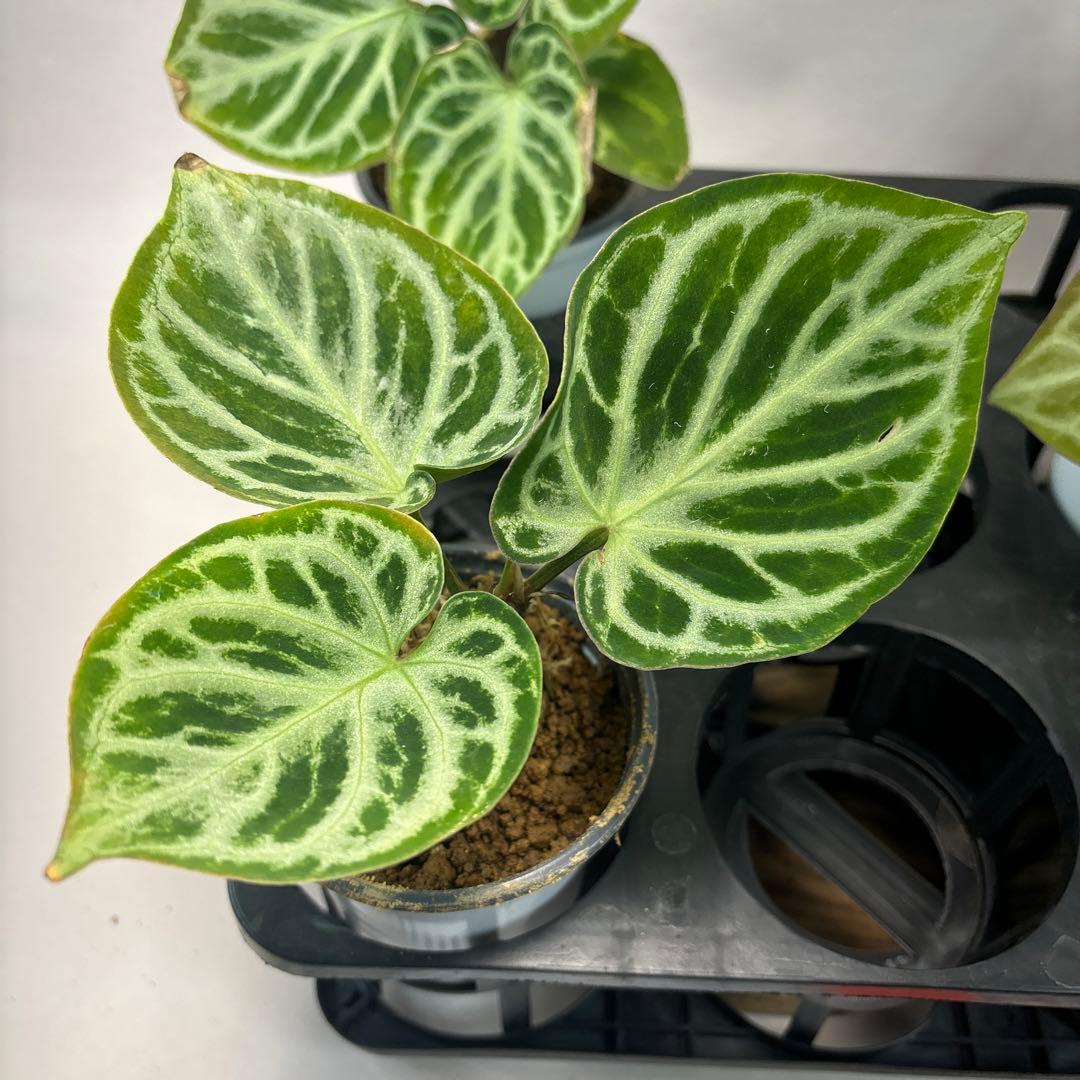 に*y様 5株セットms66アンスリウム ドラヤキ Anthurium Dora