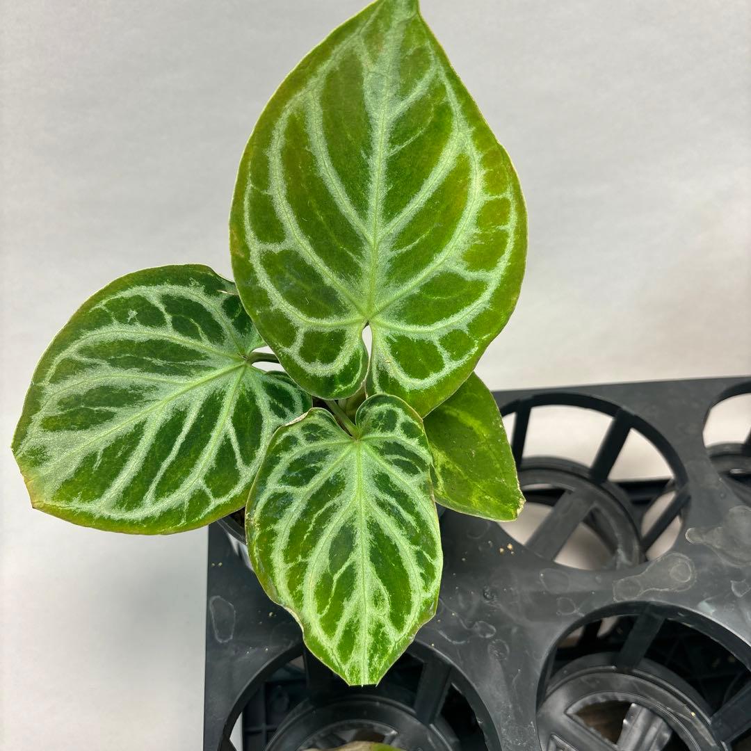 に*y様 5株セットms66アンスリウム ドラヤキ Anthurium Dora