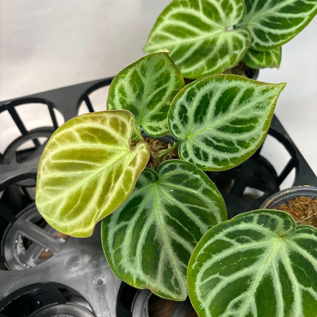 に*y様 5株セットms66アンスリウム ドラヤキ Anthurium Dora