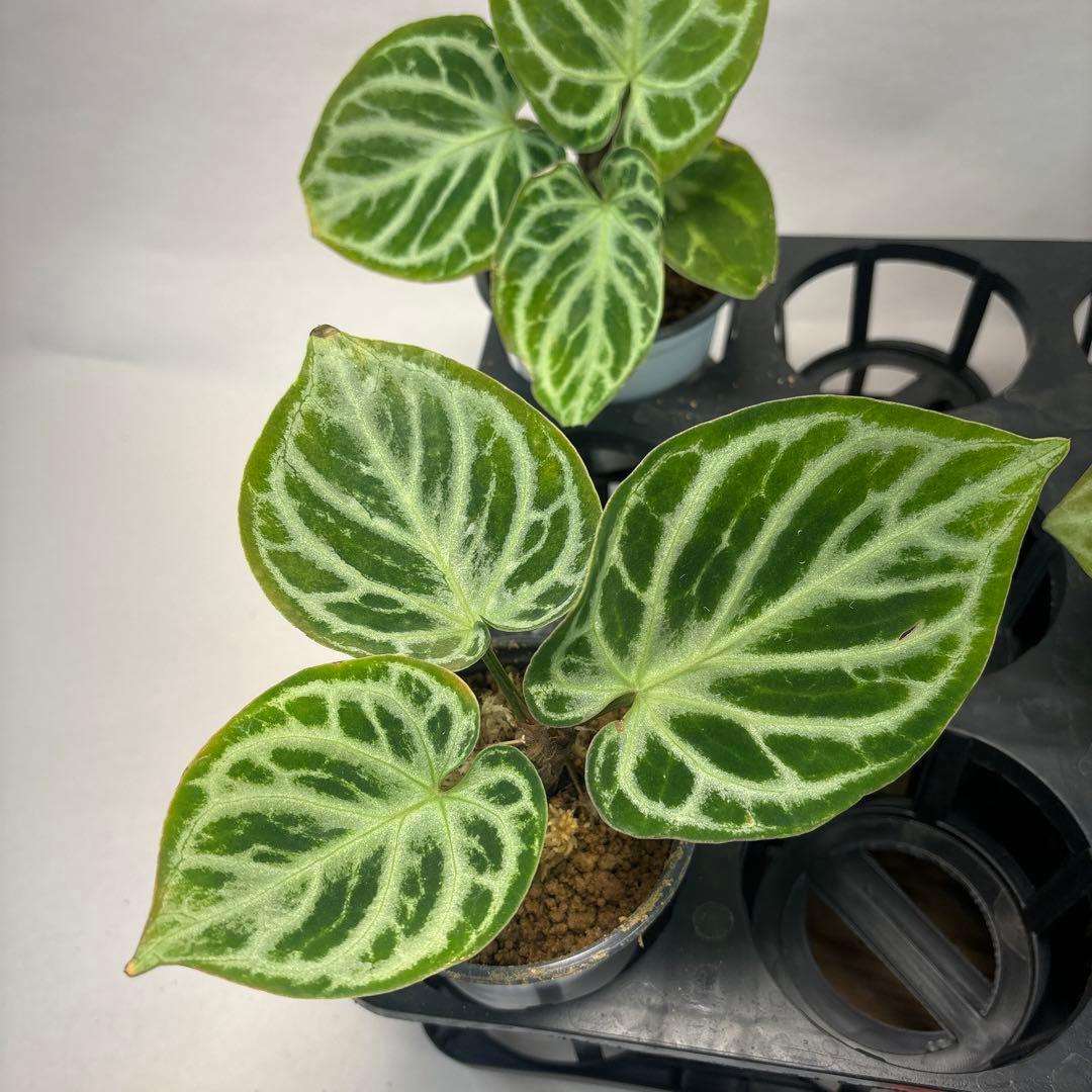 に*y様 5株セットms66アンスリウム ドラヤキ Anthurium Dora