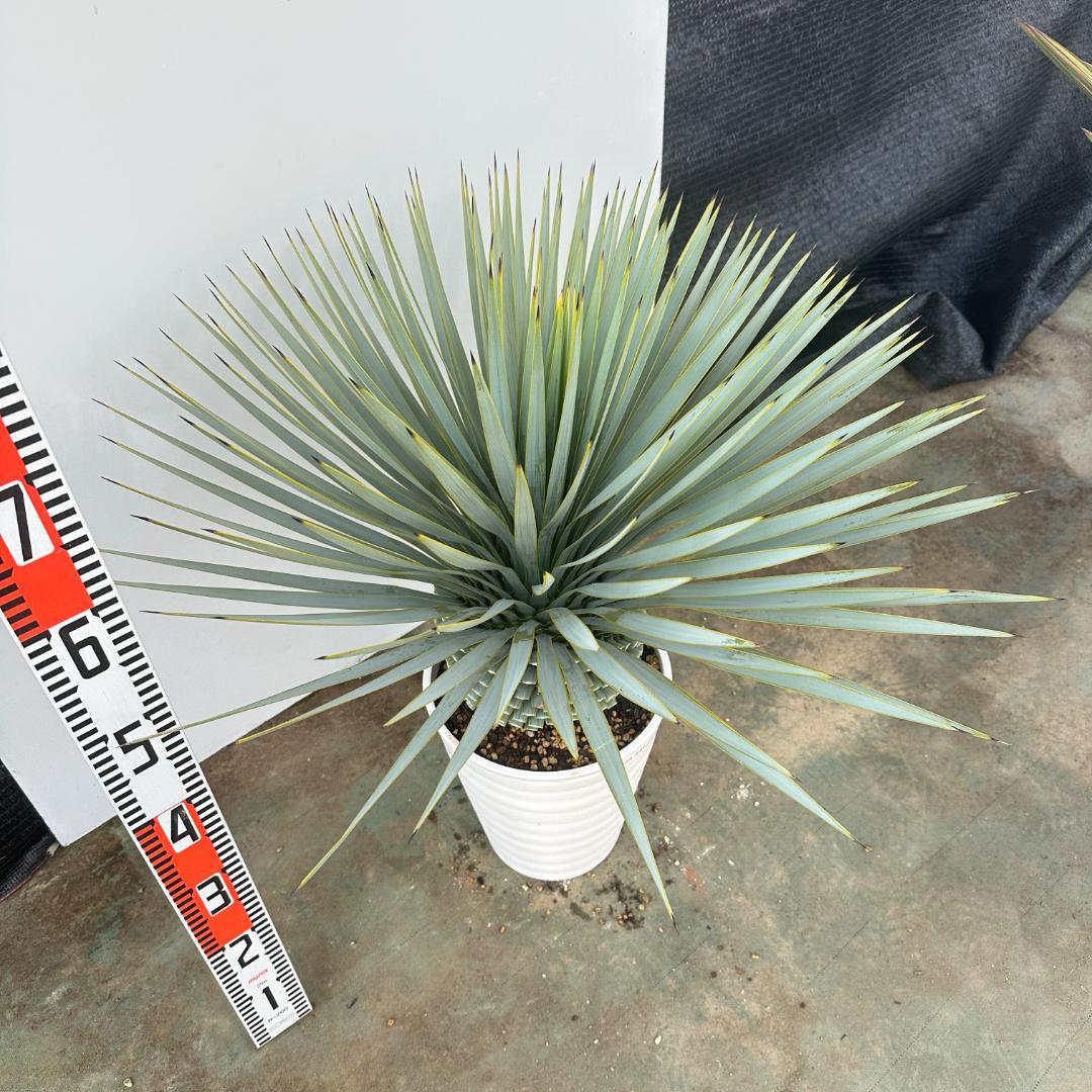 ユッカ　ロストラータ【24-646】超超美形　シルバーブルー