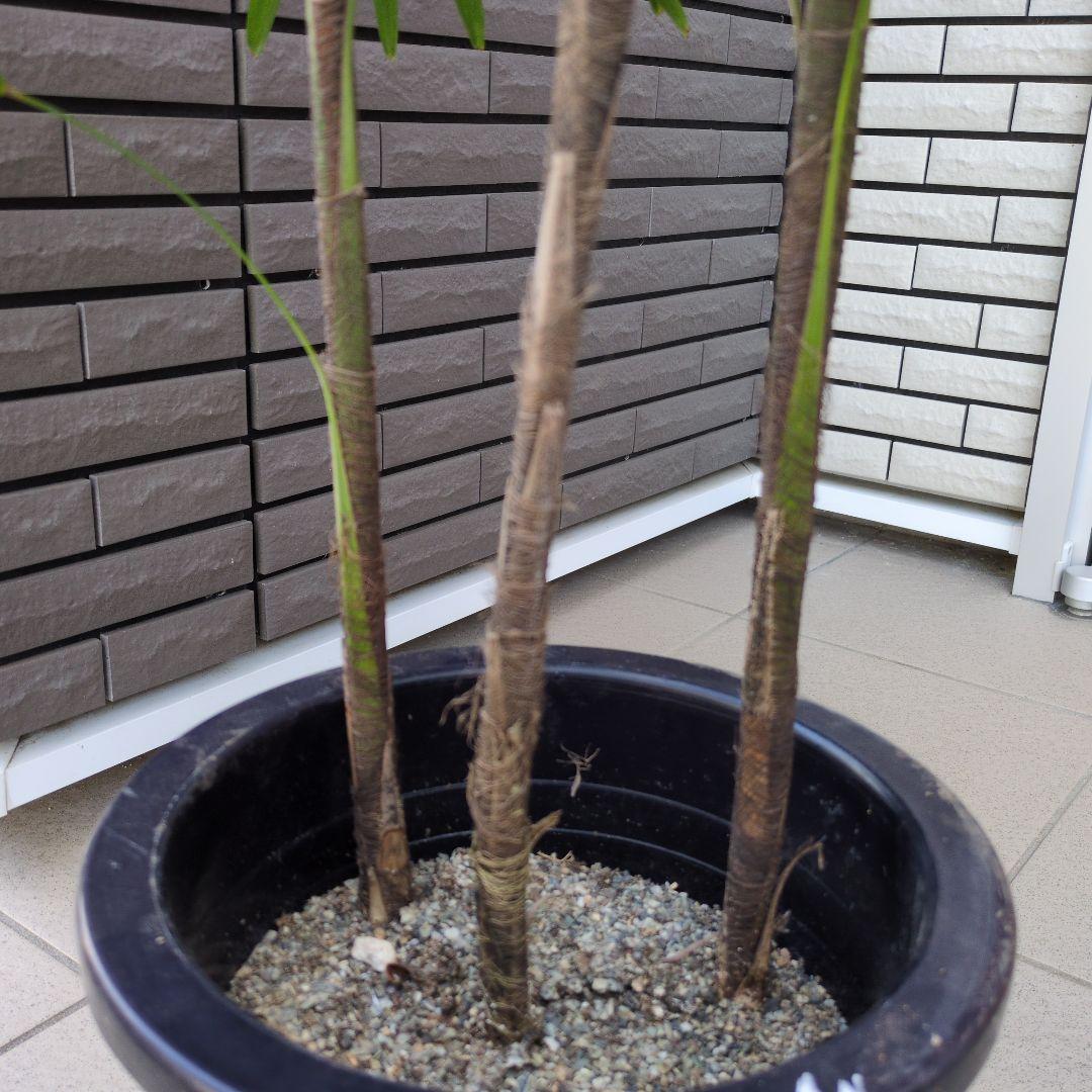 大型！観葉植物　棕櫚竹　シュロチク　開運招福　８号鉢