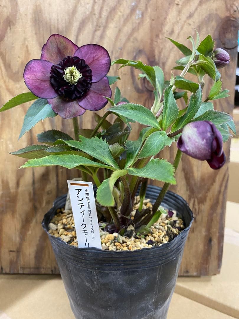 A*️様 アンティークモーリー　加藤農園