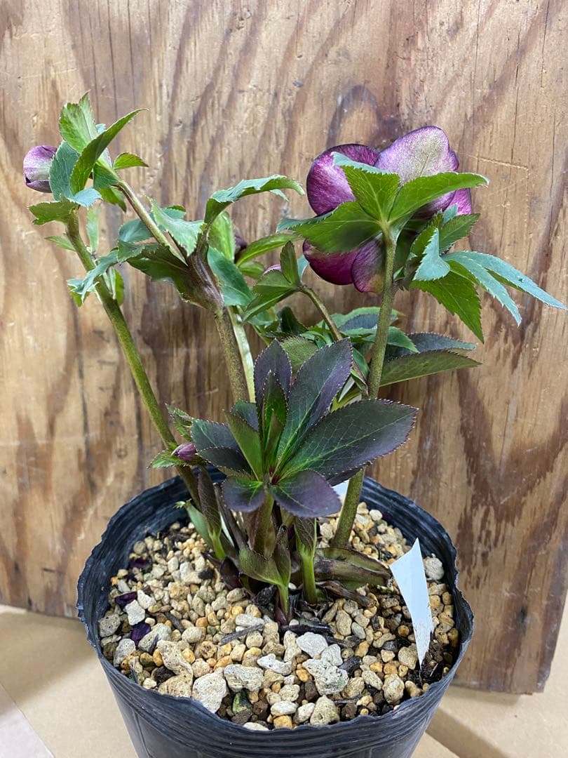 A*️様 アンティークモーリー　加藤農園