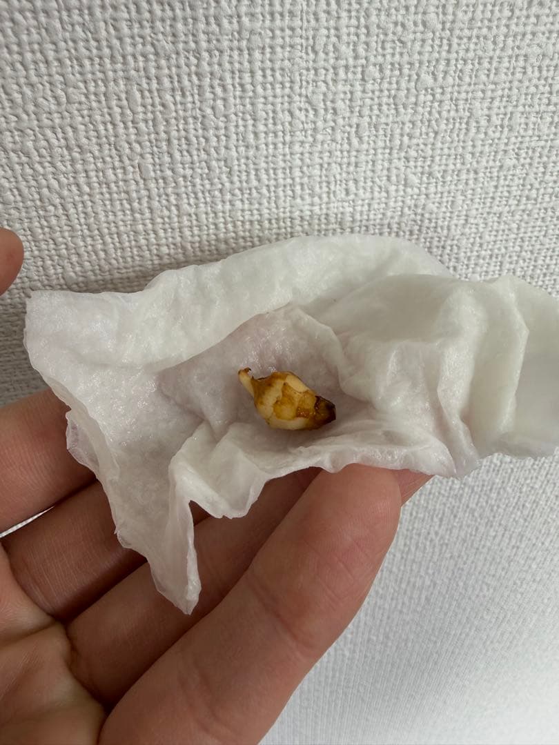 アロカシア　小芋9種セット