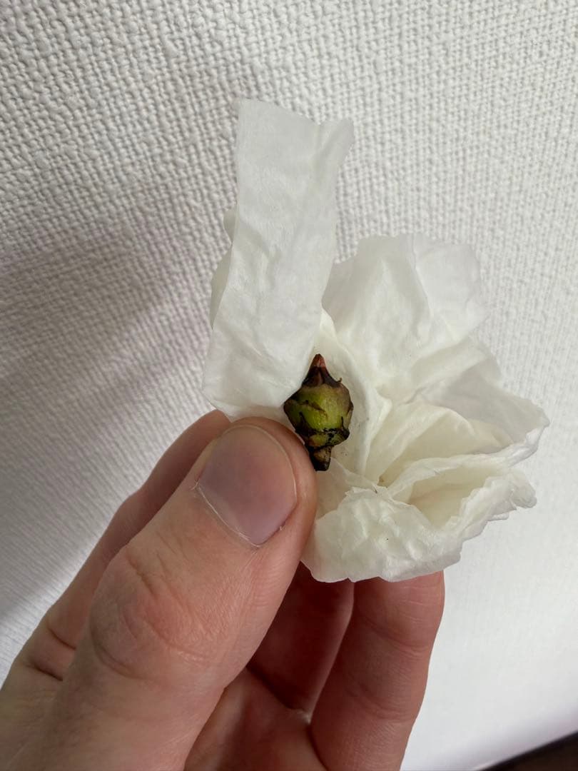 アロカシア　小芋9種セット