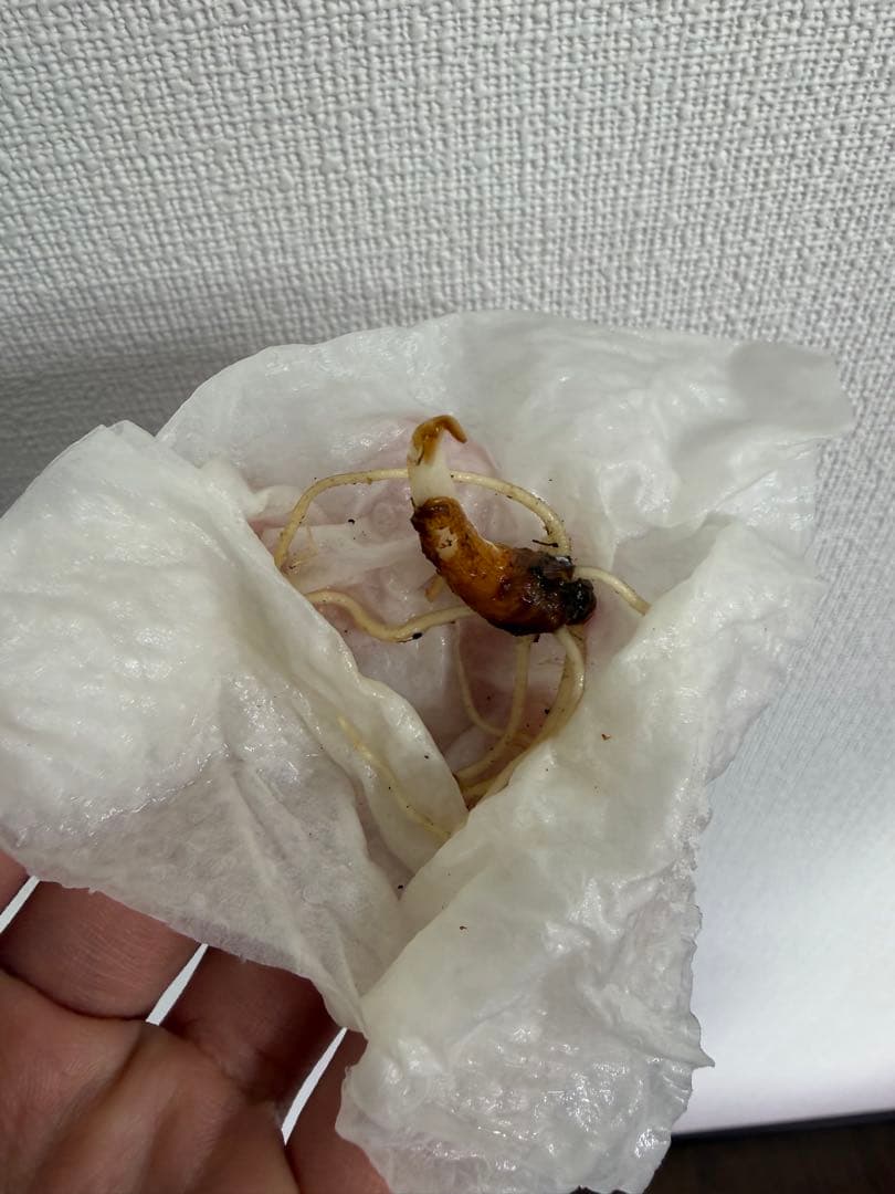 アロカシア　小芋9種セット