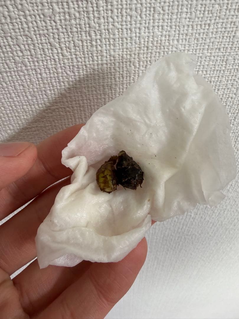 アロカシア　小芋9種セット