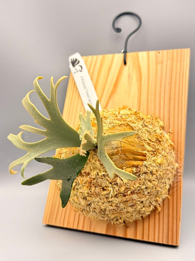 ビカクシダP.willinckii Totoro spore YMDS