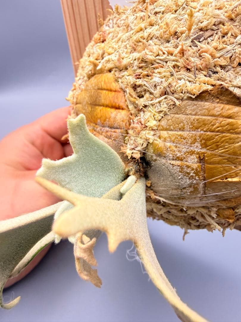 ビカクシダP.willinckii Totoro spore YMDS