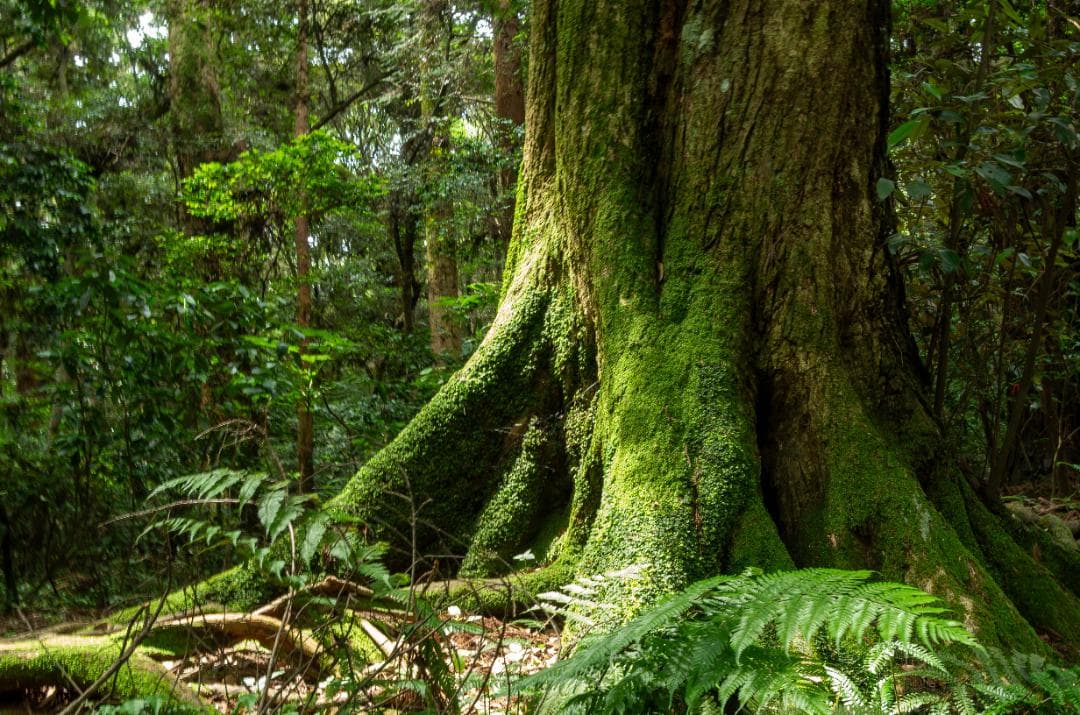 【黒死病対策】【内臓電池交換】PENTAX K-30 カメラらしいブラック