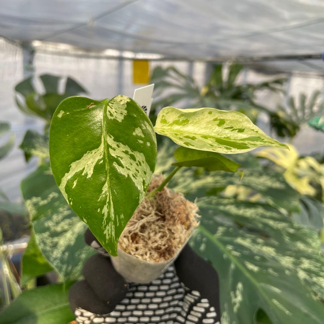 MB21 モンステラ　デリシオーサ　ベトシオーサ　2寸ポリポット　ネコポス発送