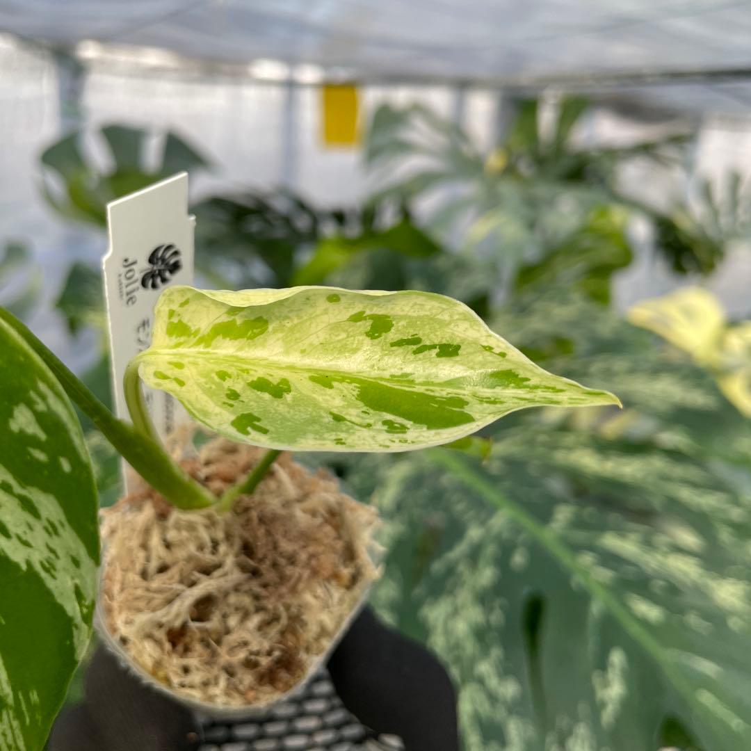 MB21 モンステラ　デリシオーサ　ベトシオーサ　2寸ポリポット　ネコポス発送