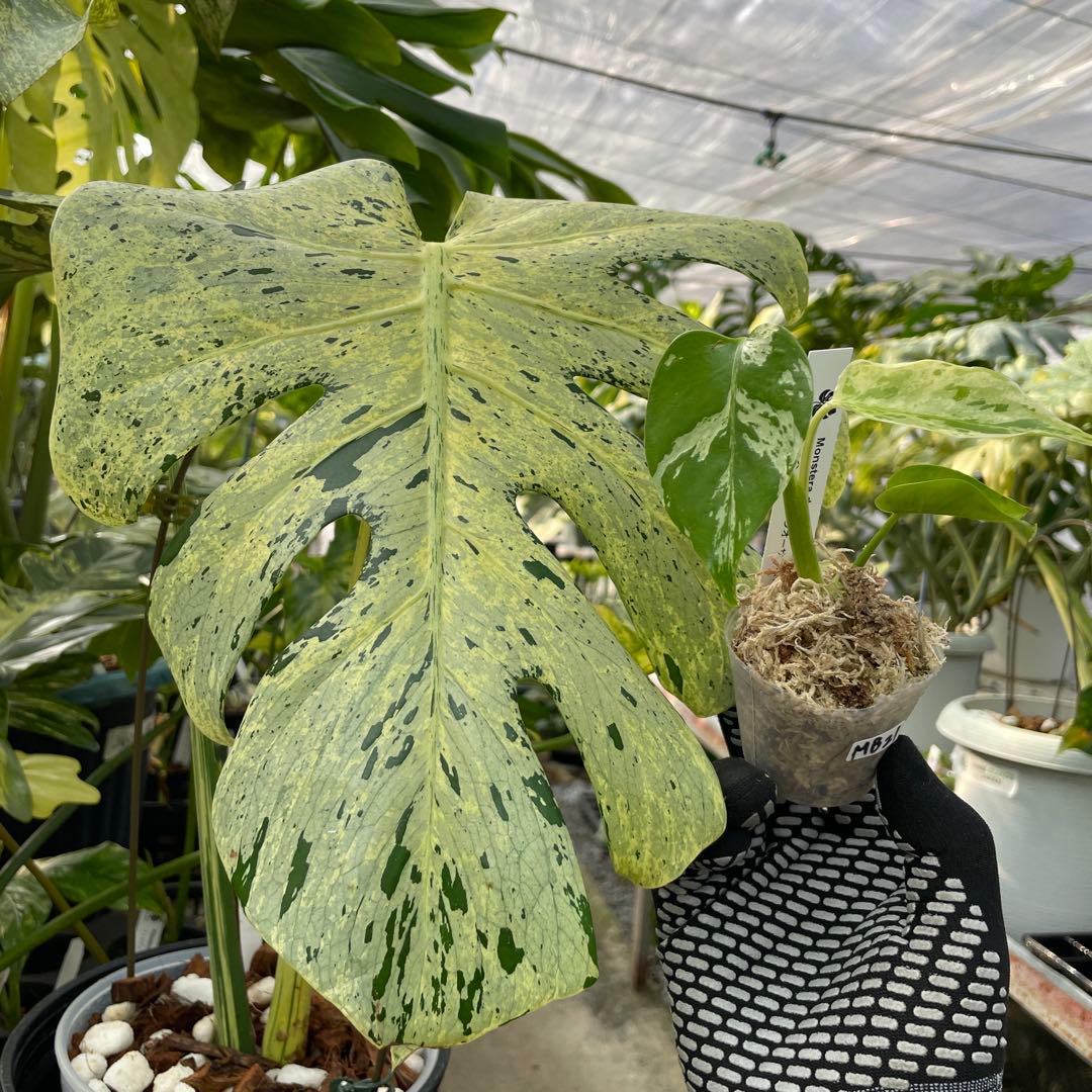 MB21 モンステラ　デリシオーサ　ベトシオーサ　2寸ポリポット　ネコポス発送