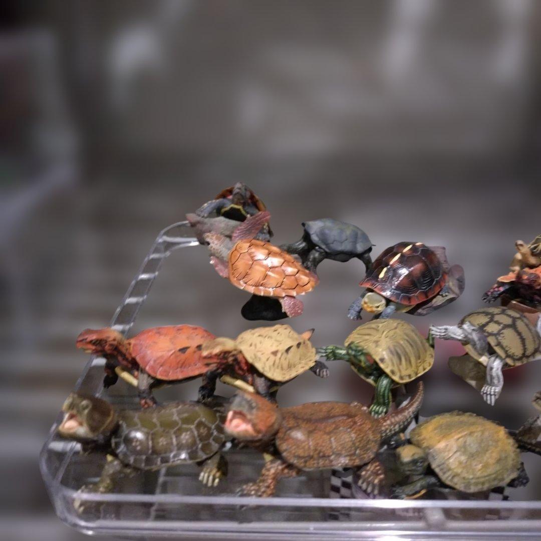 カメフィギュアオオアタマガメワニガメカミツキガメアカミミガメリュウキュウヤマガメ