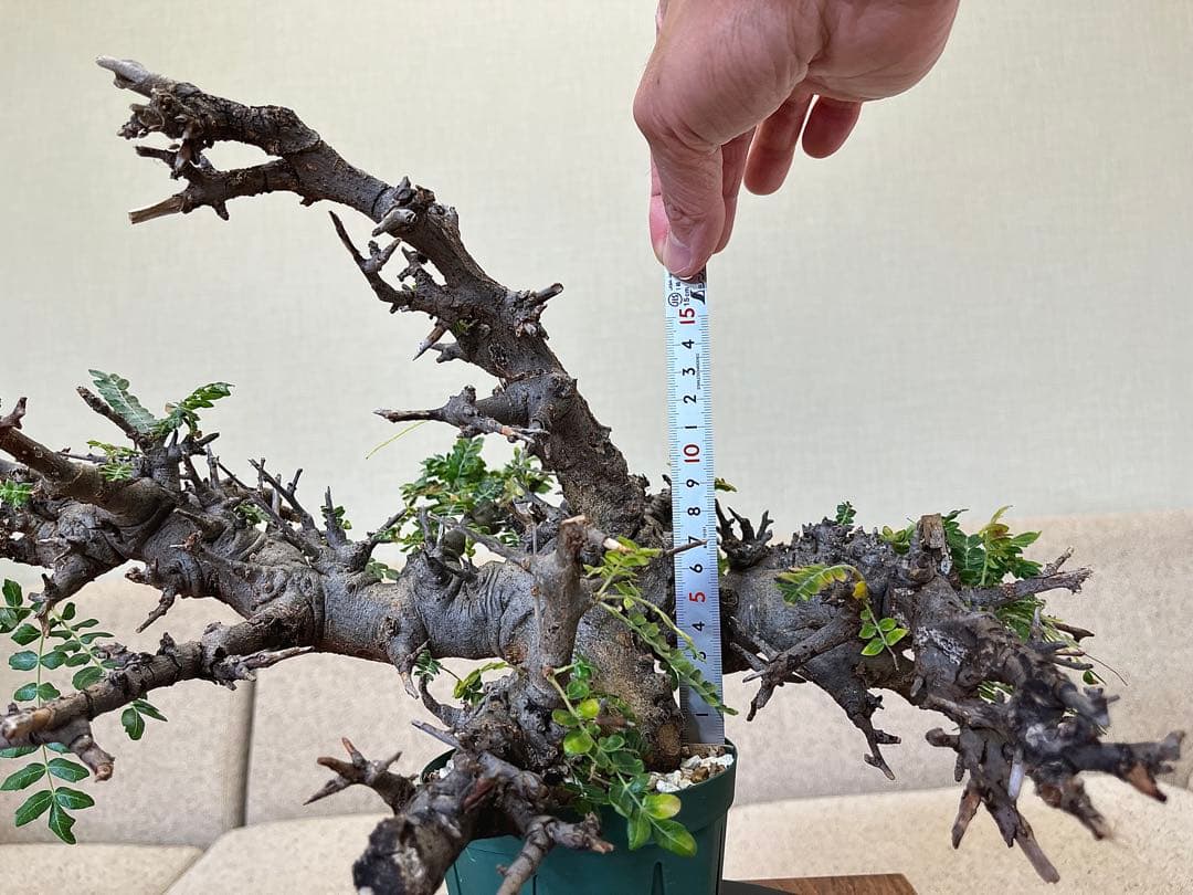 ボスウェリア ネグレクタ ブラックスキン 大株 低重心