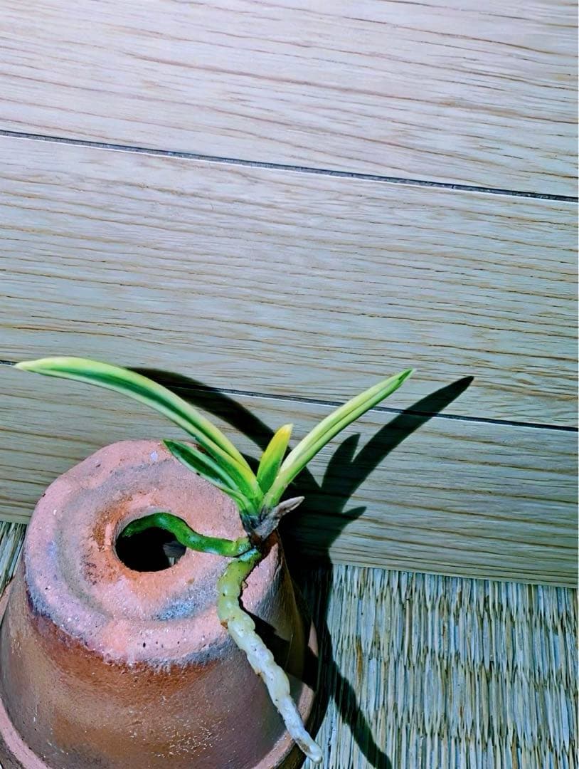 富貴蘭「金閣」若木割子