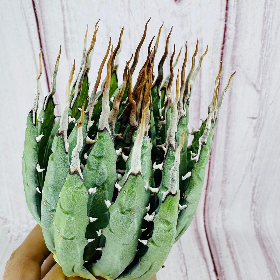 73 アガベ ユタエンシス エボリスピナ 陽炎