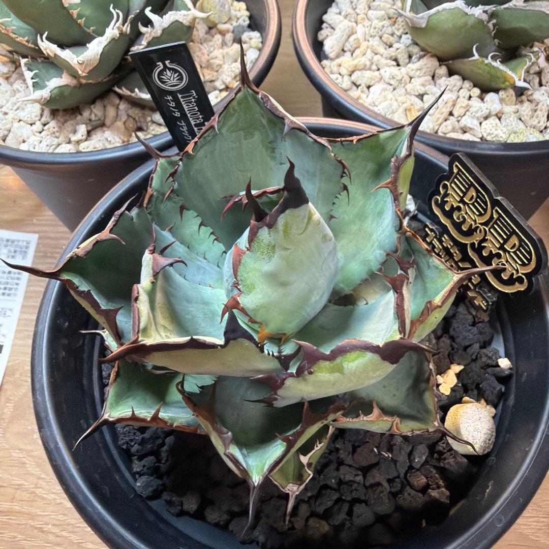 m*a様 アガベ 3株セット