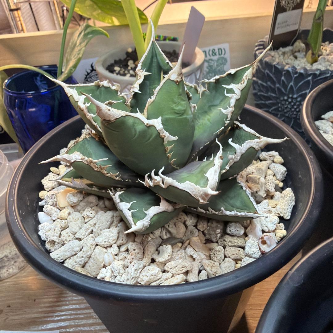 m*a様 アガベ 3株セット