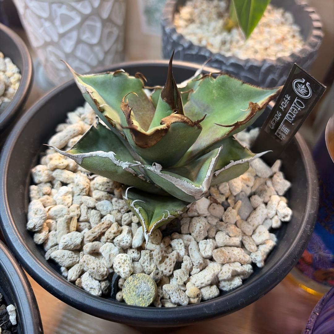 m*a様 アガベ 3株セット