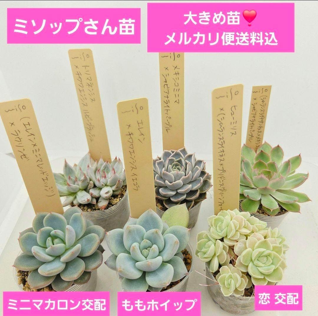 M*2様 ⑯大きめ ももホイップ❣️ミニマカロン交配❣️恋交配❣️発根済6苗メル