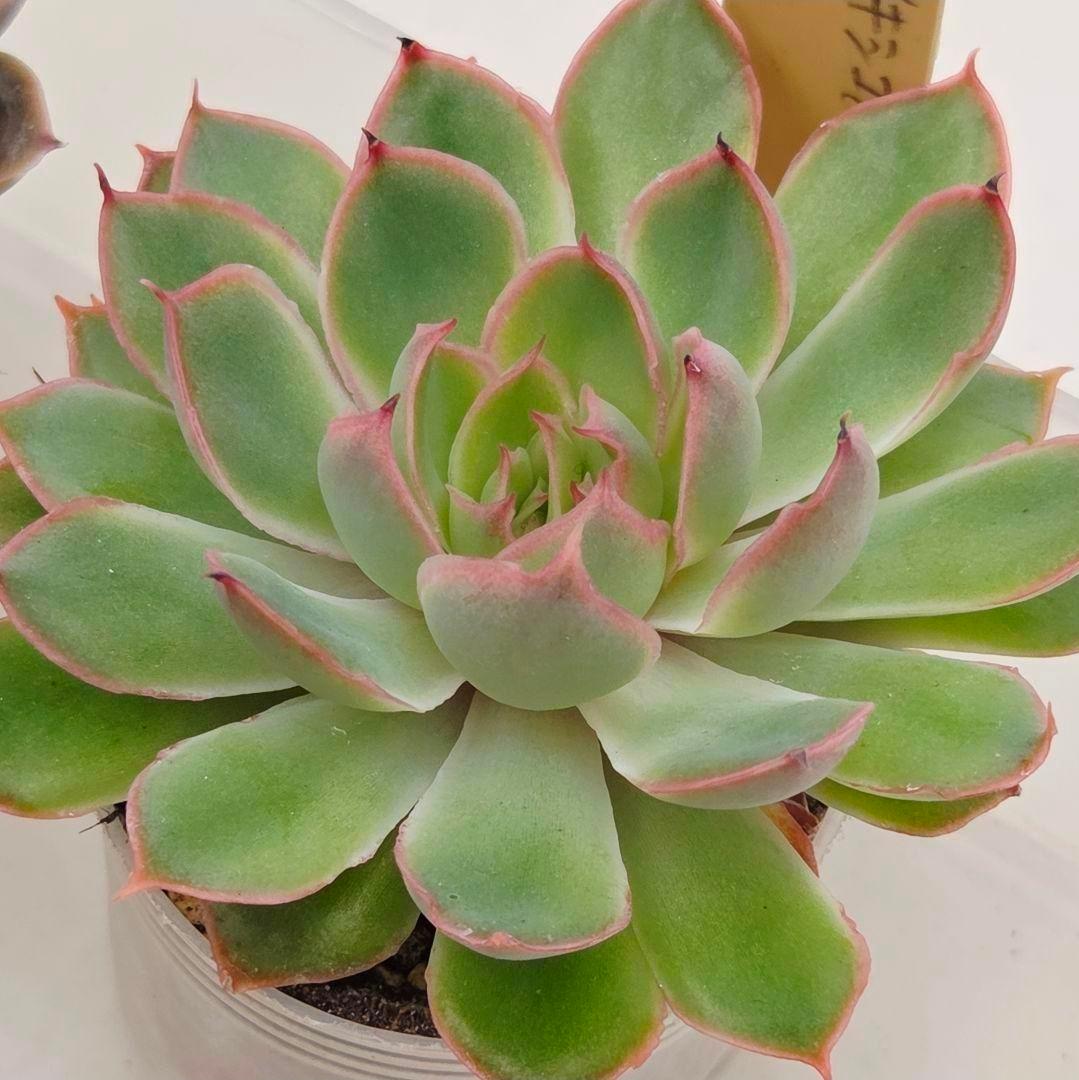 M*2様 ⑯大きめ ももホイップ❣️ミニマカロン交配❣️恋交配❣️発根済6苗メル