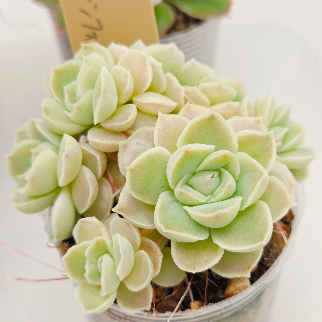 M*2様 ⑯大きめ ももホイップ❣️ミニマカロン交配❣️恋交配❣️発根済6苗メル