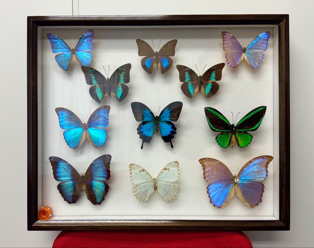 モルフォ蝶 オオルリアゲハ他11匹 標本